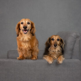 san francisco bay area pet dog photographer